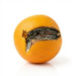 Credo turpija Orange Splitting